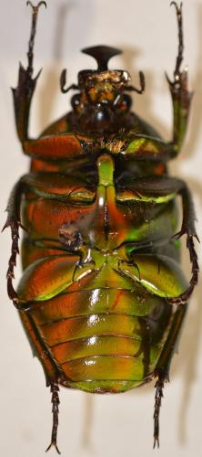 Réf. 271 238 : Trigonophorus rothschildi varians